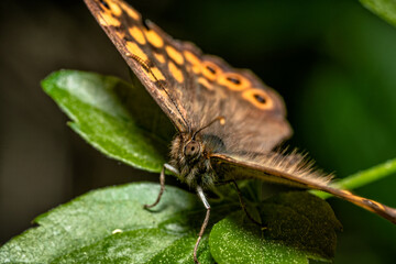 Beautiful Butterfly Macro Shot