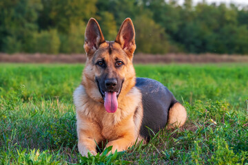 Beautiful german shepherd dog, smart and easy to train on the edge of the forest - 422505478