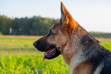 Beautiful german shepherd dog, smart and easy to train on the edge of the forest