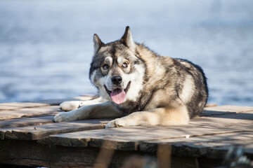 Siberian husky wolf cub on the lake