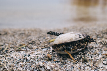 Close-up of a clam shell containing smaller shells. Texture. Wildlife concept. Small molluscs that ate the meat of a large mollusk