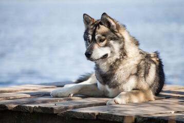 Siberian husky wolf cub on the lake