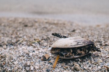 Close-up of a clam shell containing smaller shells. Texture. Wildlife concept. Small molluscs that ate the meat of a large mollusk