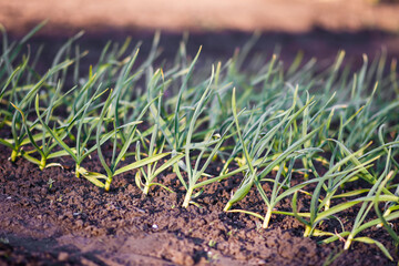 Garlic seedlings in the garden are planted in autumn for the winter. young garlic shoots.