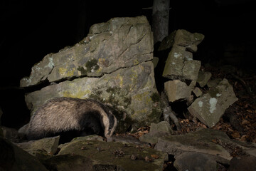 borsuk badger © Pawel