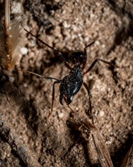 Ant Close up Macro Portrait