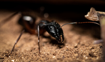 Ant Macro Close up Portrait