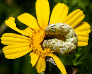 Caterpillar made its home in a daisy!