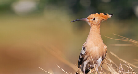 beautiful bird hoopoe with tufted © drakuliren