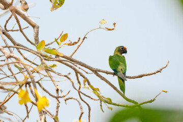 The Peach-fronted Parakeet (Eupsittula aurea)