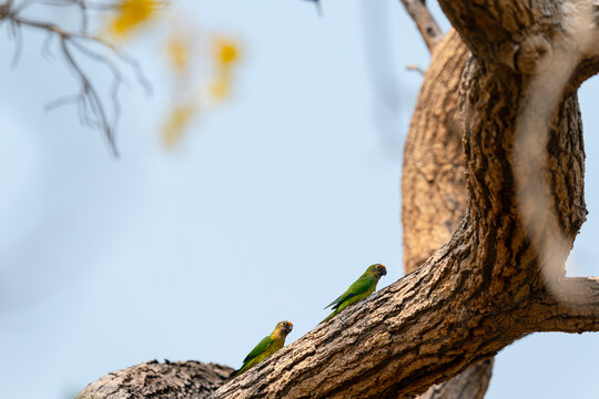 The Peach-fronted Parakeet (Eupsittula aurea)