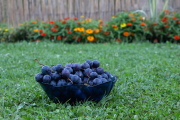 basket with grapes on the grass
