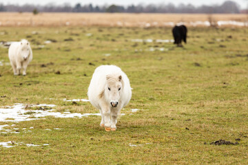pony on a meadow in winter - 422506667