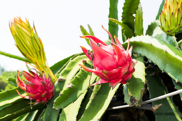 ripe pitahaya fruit growing on the pitahaya tree in Taiwan.