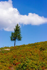 Obraz premium Typical Transylvanian mountains, lonely tree and wooden fence on the hillside, Bihor Mountains, Carpathian Mountains