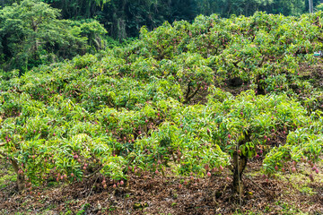 Fototapeta na wymiar a lot of mango trees in the orchard, Tainan Taiwan.