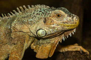 Iguana close up macro portrait