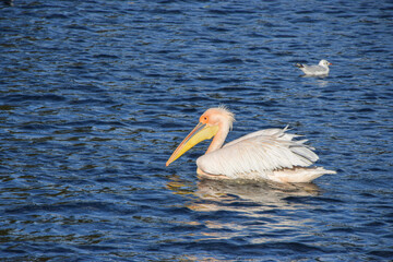 A great white pelican in St James's Park lake, London. The resident pelicans are free to come and go as they please, and have chosen the park as their home.
