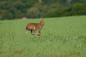 エゾユキウサギ
