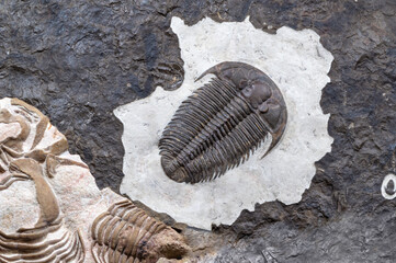 beautiful background with fossilized remains of a trilobite.