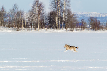 Fototapeta na wymiar winter landscape with a dog running through the snow