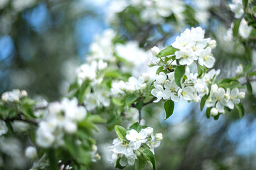 blooming white flowers of apple tree in spring garden on blue sky background