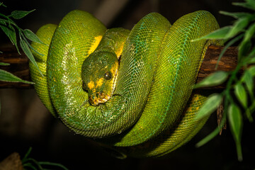 Green Tree Python resting on branch
