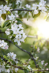 apple tree branches in bloom with white flowers in spring garden