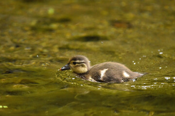 オシドリのヒナ