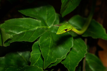 Green Vine Snake Pops up From the leaves