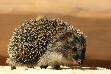 hedgehog on the ground