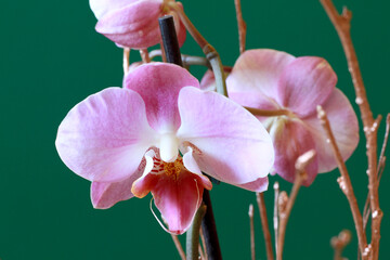 beautiful pink and yellow orchid flower on green background
