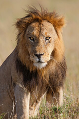 Lion (Panthera leo) male resting in the Masai Mara in Kenya