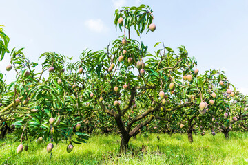 Fototapeta na wymiar A lot of mango trees in the orchard of Tainan Taiwan. 