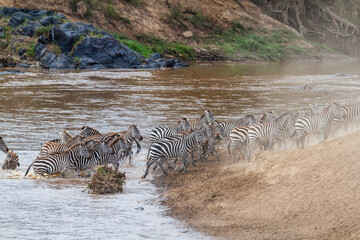 Naklejka na ściany i meble Zebra (Equus burchellii) crossing the Mara River in the migration season in the Masai Mara National Park in Kenya