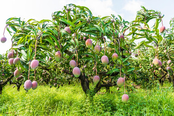 a lot of mango trees in the orchard, Tainan Taiwan. 