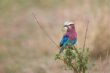 Lilac-breasted Roller (Coracias caudatus) on a branch in Masai Mara National Park in Kenya