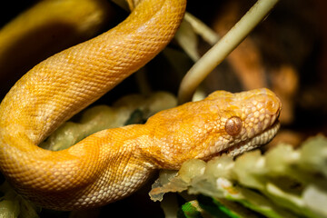 Yellow Snake Close up Macro