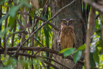 Buffy Fish Owl bird on branch in nature