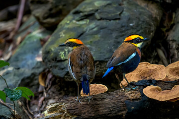 Malayan Banded Pitta male and female on branch in nature.