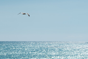 Sea Gull Flying over Ocean