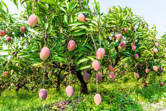 Close-up Of Mango Fruits On Mango Tree In Tainan, Taiwan. 