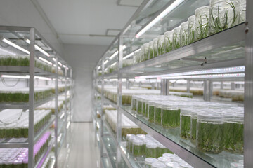 Obraz premium Seedlings, growth, utensils, laboratory, in a row