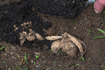 Dahlia tubers being covered in compost ready for the summer flowering season