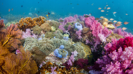 Fototapeta na wymiar Beautiful, colorful corals on a tropical coral reef .