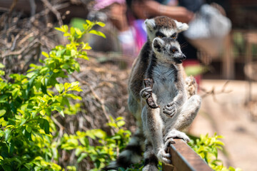 Happy and Playful Lemurs at Zoo 