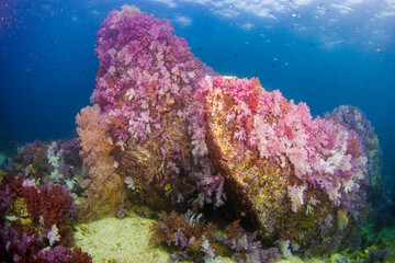Beautiful, colorful corals on a tropical coral reef .