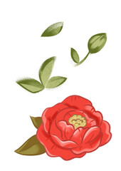 Red rose and peony. Clipart. Isolated picture. White background. Beautiful retro illustration in a feminine style.