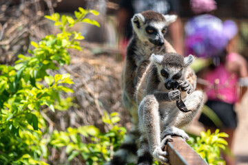 Happy and Playful Lemurs at Zoo 