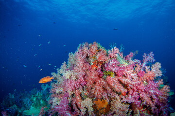 Beautiful, colorful corals on a tropical coral reef .